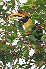 Great Hornbill